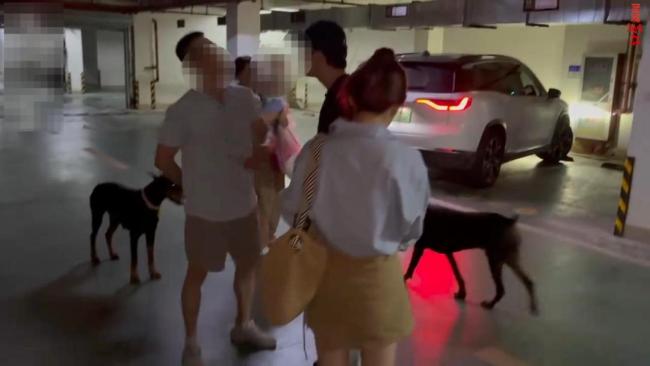 两只杜宾犬没拴绳引发激烈争吵