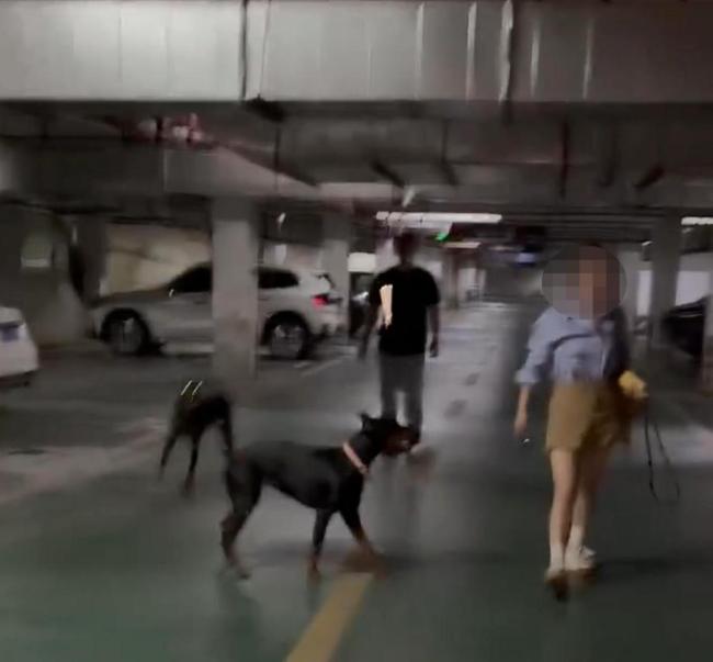 两只杜宾犬没拴绳引发激烈争吵 未牵绳争议升级